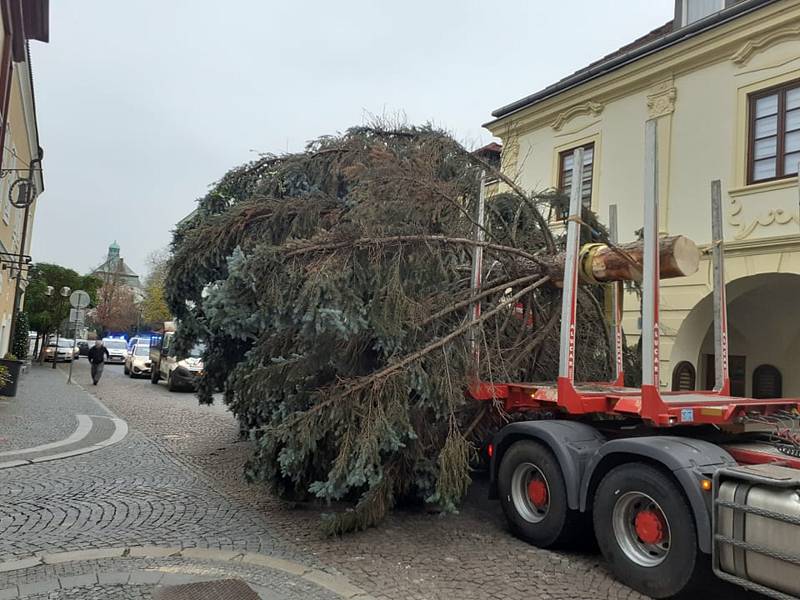 Do Kolína dorazil vánoční strom. Pochází z Čáslavi.
