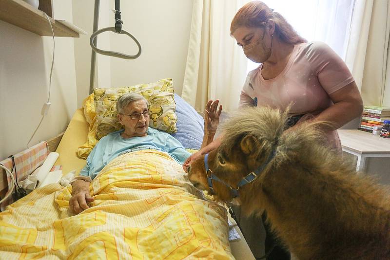 Terapeutický poník mezi seniory v Domově Clementas v Mlékovicích.