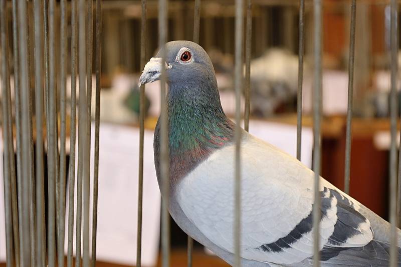 V Tatcích se uskutečnila výstava holubů.