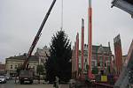 Usazování vánočního stromu na Karlově náměstí v Kolíně