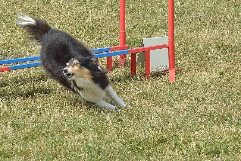 Agility v Ratenicích.