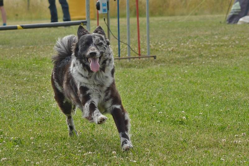 Agility v Ratenicích.