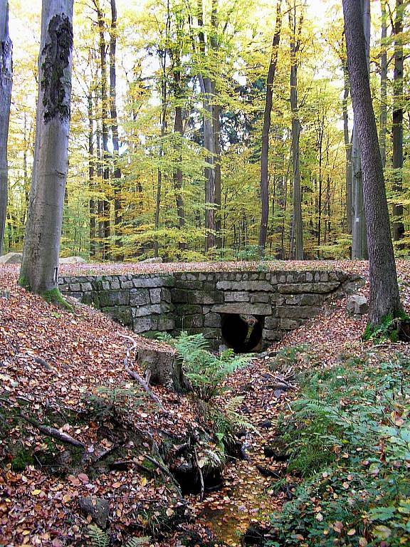 Z vycházky do Voděradských bučin