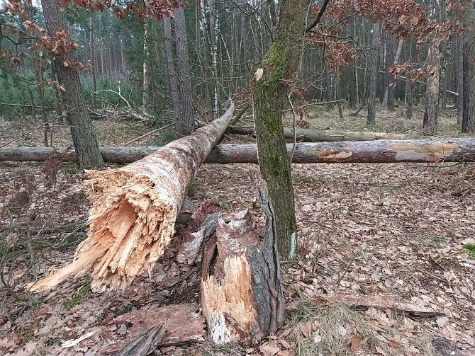Les u Týnce nad Labem.