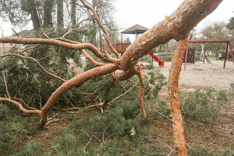 Vichřicí zlomená borovice na dětském hřišti 'U Stapu' v Kolíně.