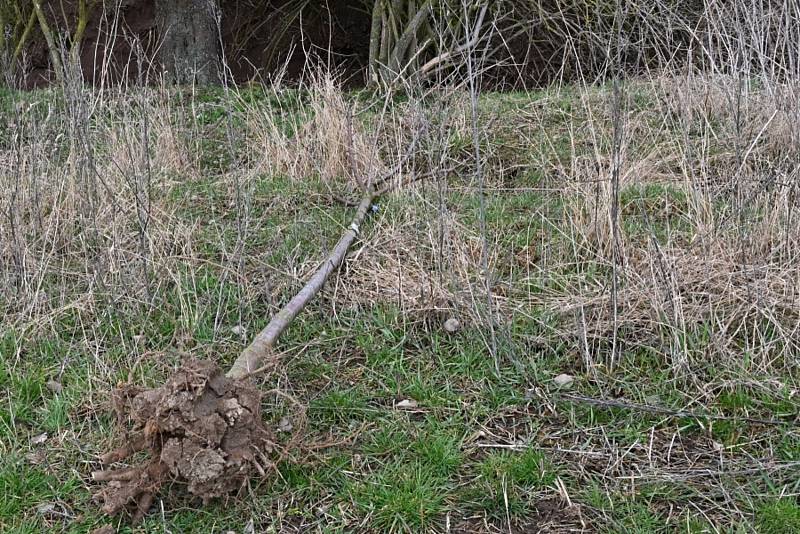 V Rostoklatech zasadili novou ovocnou alej.