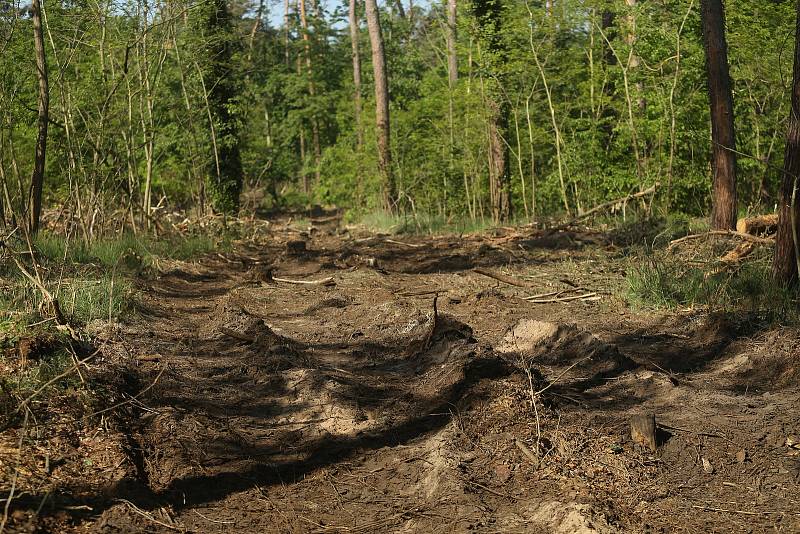 Těžbou dřeva poškozená lesní cesta na Zálabí v Kolíně.