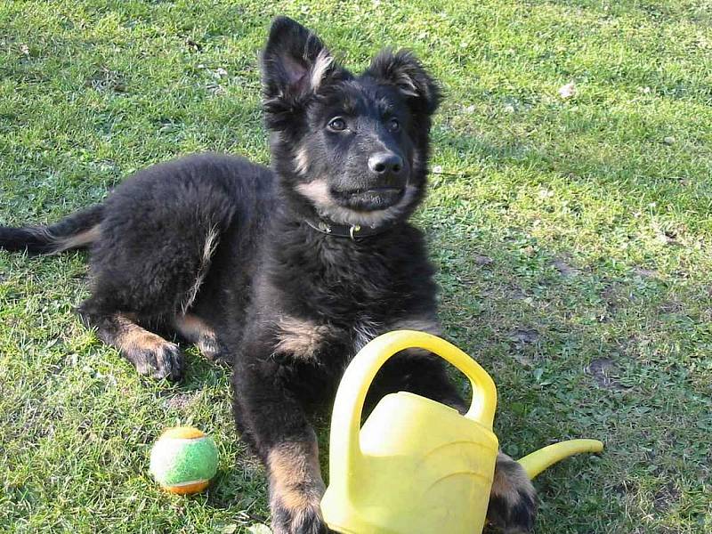 Lukyna, 1 rok. Chtěli jsme ji nejprve předat do psího útulku, ale udělali byste něco takového malému chlupatému hladovému stvoření? Když se nám podívala do očí, olízla ruku bylo rozhodnuto… 