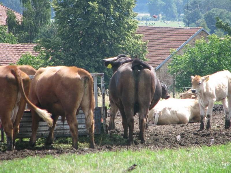 I na Kolínsku najdete téměř podhorskou idylu