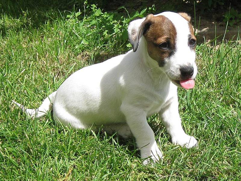 Fany - Fanoušek, 2,5 měsíce. Jsem Jack Russell terier a ten největší mazel jakého si dokážete představit.Když panička odejde do školy, moc se mi stýská, a tak jakmile přijde domů, dávám jí najevo svou lásku i radost. 