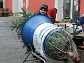 Kolik stojí vánoční strom?