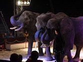 V manéži cirkusu Humberto předváděli kousky lvi, sloni i medvědi.