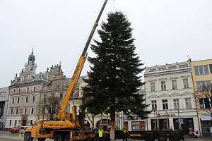 Příjezd a instalace vánočního stromu v Kolíně 27. listopadu 2023.