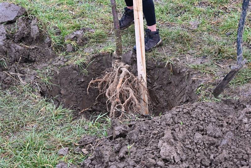 V Rostoklatech zasadili novou ovocnou alej.