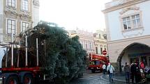 Vánoční strom na kolínském Karlově náměstí.