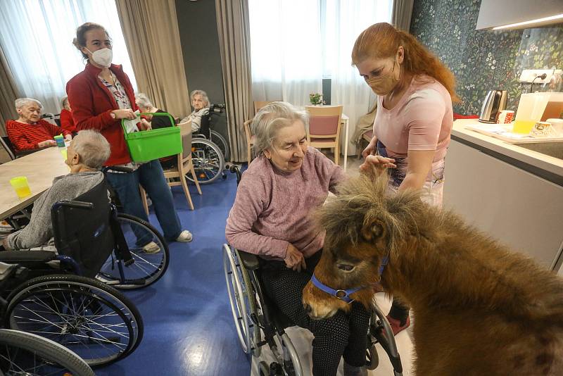 Terapeutický poník mezi seniory v Domově Clementas v Mlékovicích.