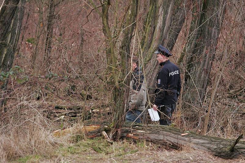 Dělníka vážně zranil kmen káceného stromu