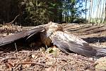 Luňák červený nalezený na Klatovsku. Zaťaté pařáty a roztažená křídla naznačují, že pták zahynul v křečích následkem otravy.