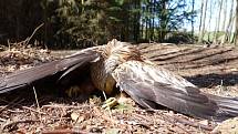 Luňák červený nalezený na Klatovsku. Zaťaté pařáty a roztažená křídla naznačují, že pták zahynul v křečích následkem otravy.
