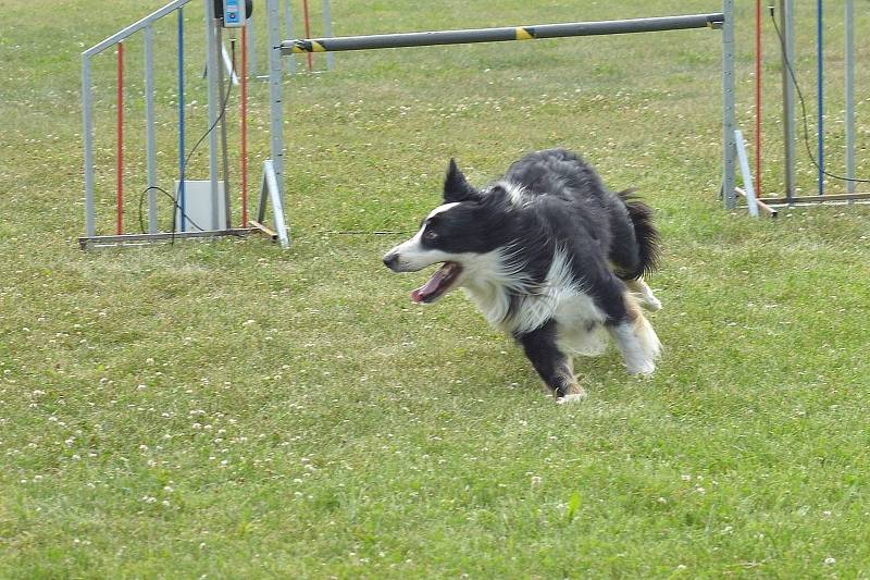 Agility v Ratenicích.