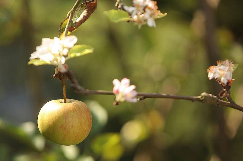 Na jabloni na zahradě rodiny Bělových najdete najednou květy i plody