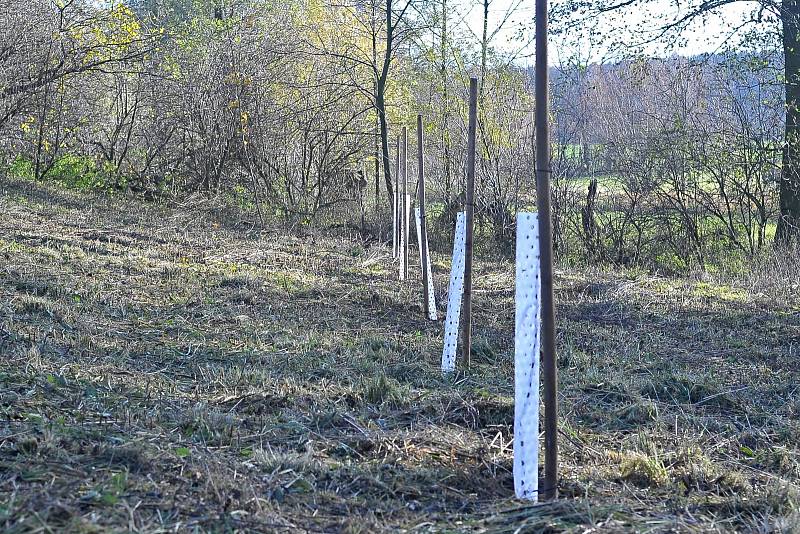 Lidé si mohli zasadit svůj strom.