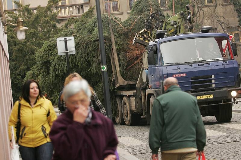 Strom, který letos bude stát na Karlově náměstí v Kolíně, rostl v Jabloňové ulici také v Kolíně. 