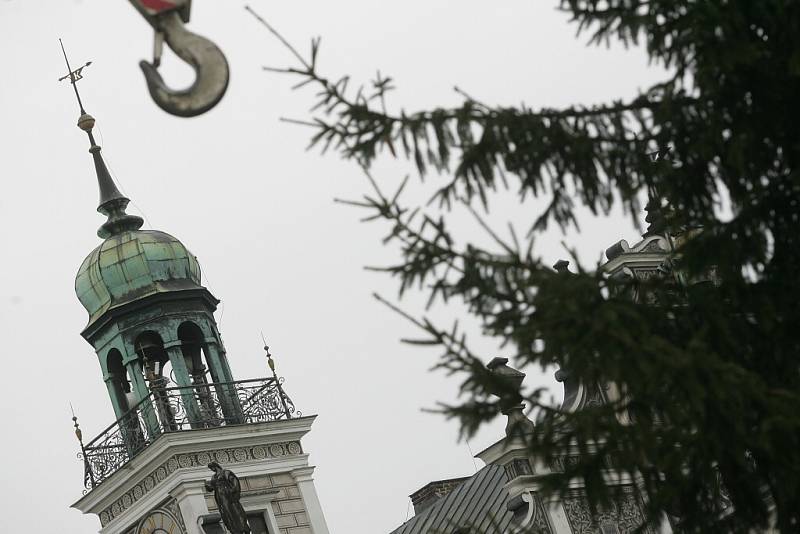 Strom, který letos bude stát na Karlově náměstí v Kolíně, rostl v Jabloňové ulici také v Kolíně. 