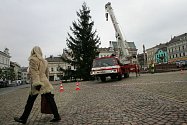 Strom, který letos bude stát na Karlově náměstí v Kolíně, rostl v Jabloňové ulici také v Kolíně. 