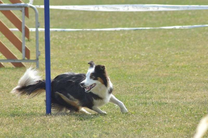 Agility v Ratenicích.