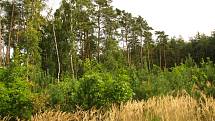Lesy v okolí obce Jelen.