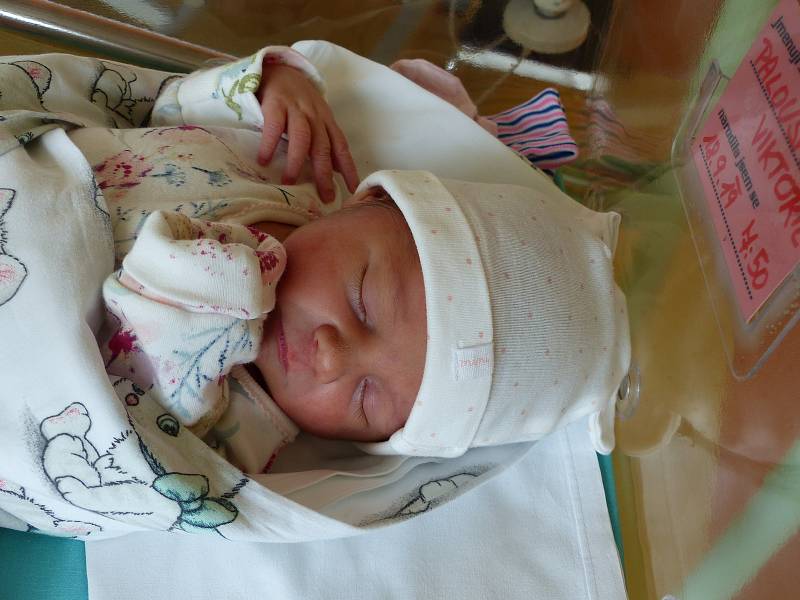 Viktorie Paloušková se narodila 18. září 2019 v kolínské porodnici, vážila 3060 g a měřila 50 cm. V Polepech se z ní těší maminka Edita a tatínek Jakub.