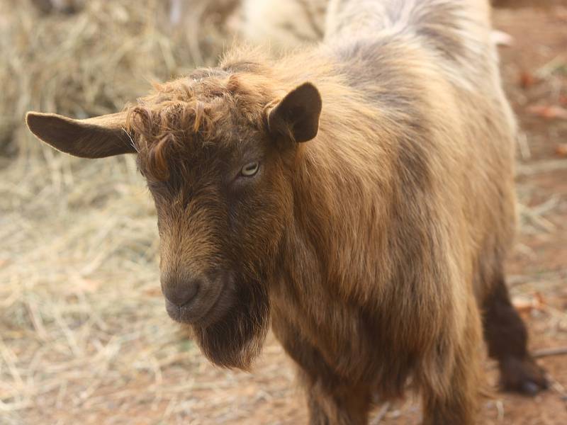 Dobové kroje, lidové písně, ale také přednáška o čaji, beseda o jídle i kolotoč – takové bylo svatohavelské posvícení v kouřimském skanzenu.