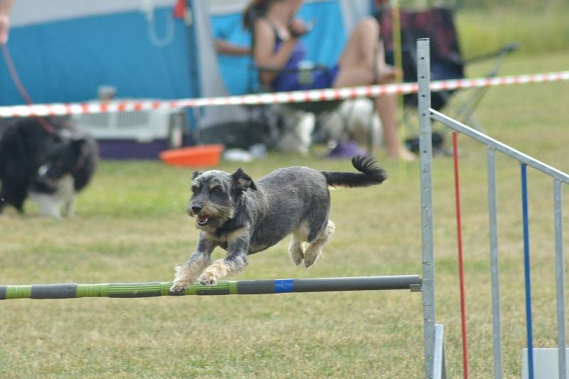 Agility v Ratenicích.