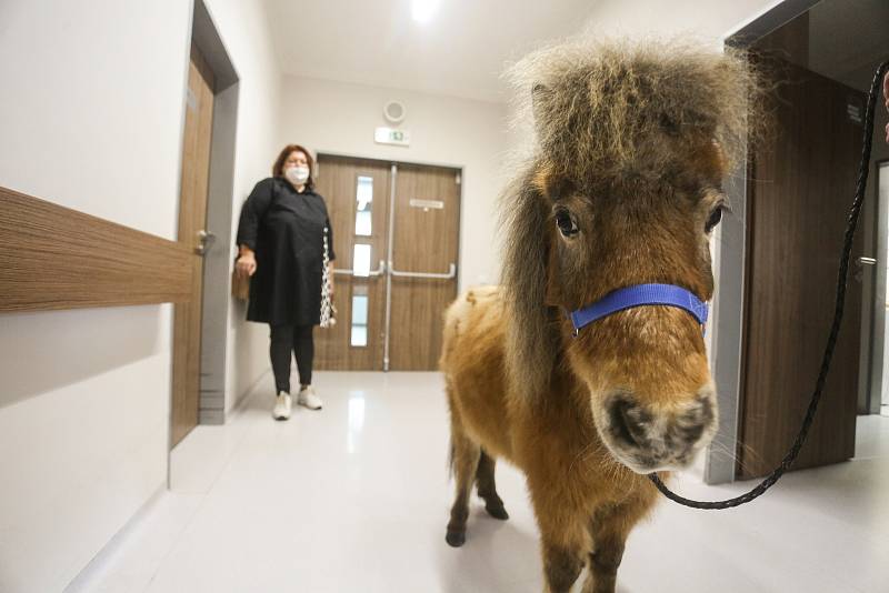 Terapeutický poník mezi seniory v Domově Clementas v Mlékovicích.