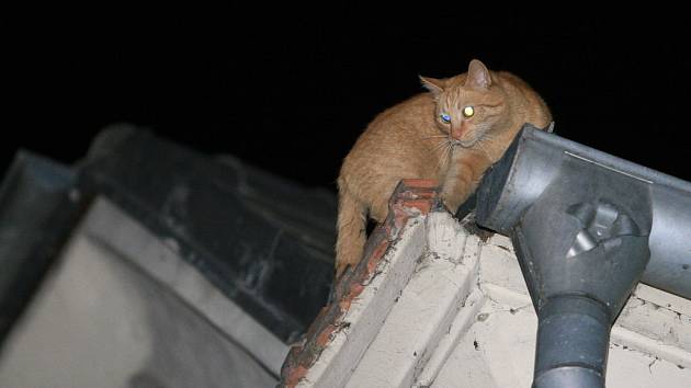 Hasiči museli sundavat kočku ze střechy v Kouřimské ulici v Kolíně.