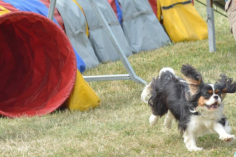 Agility v Ratenicích.