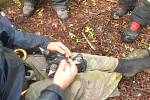 Záchrana ornitologa, který měl nehodu při kroužkování mláďat datla obecného na stromě v lese nedaleko Úval.