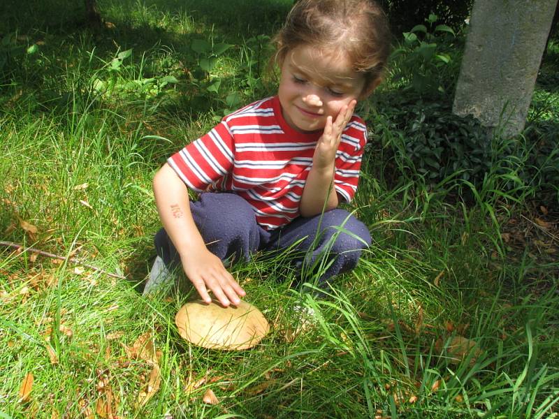 Desítky hřibů vyrostly na návsi v Loukonosech