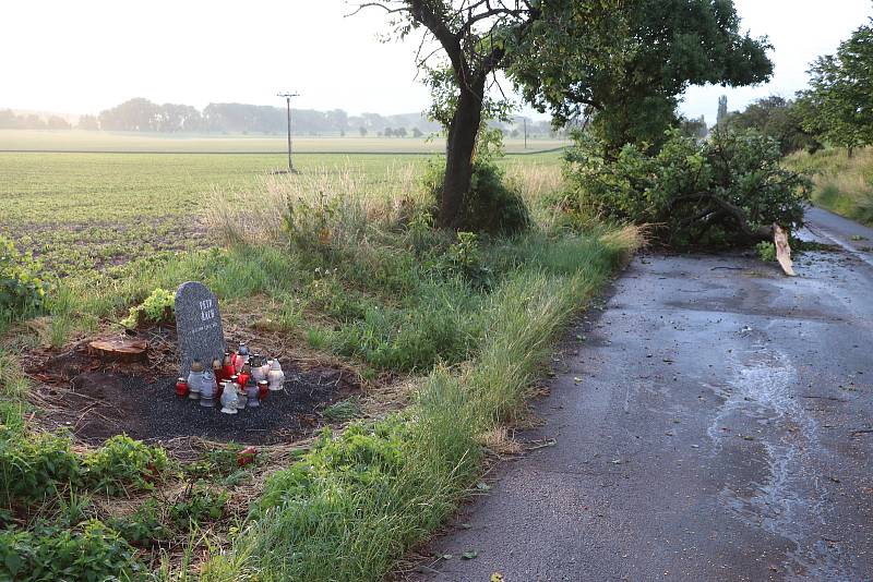 Větrem poničený strom u silnice mezi Chotouní a Českým Brodem.