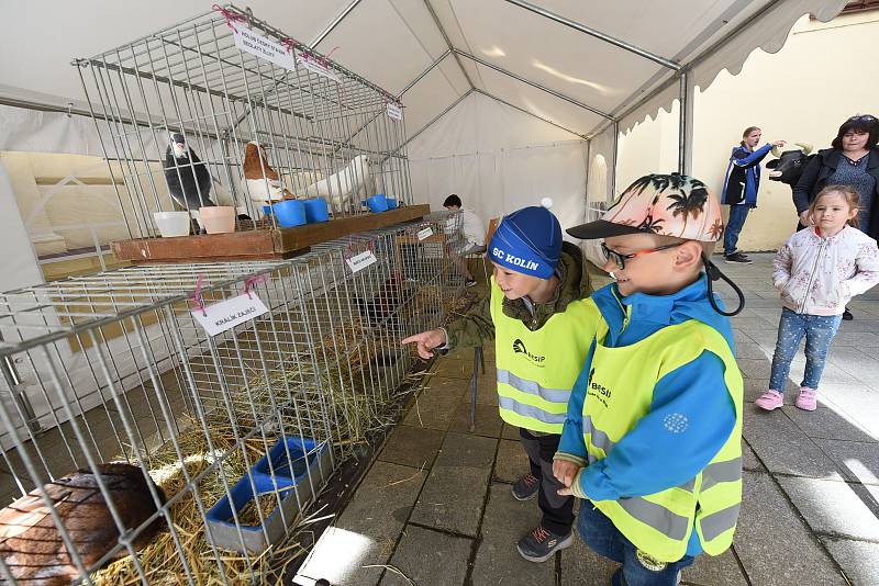 Z výstavy o životním prostředí v Městském společenském domě v Kolíně.