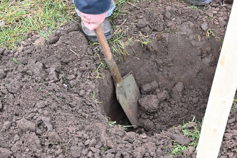 V Rostoklatech zasadili novou ovocnou alej.