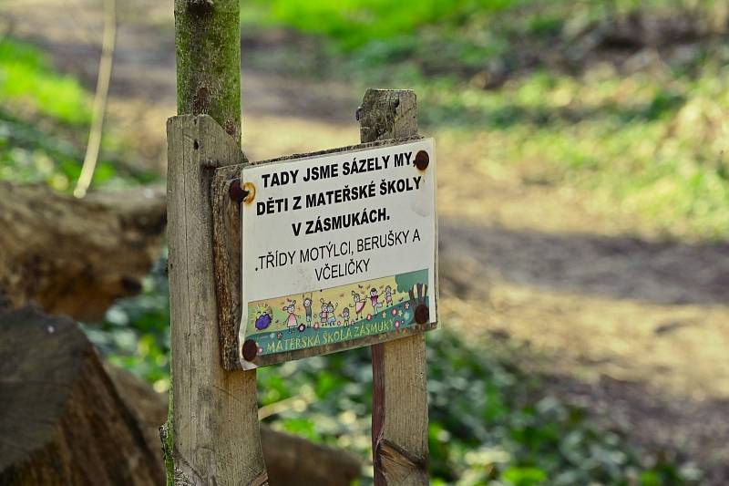 Z procházky naučnou stezkou Zásmucká bažantnice.