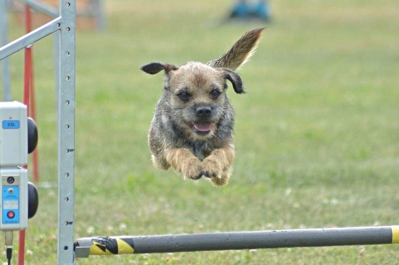 Agility v Ratenicích.