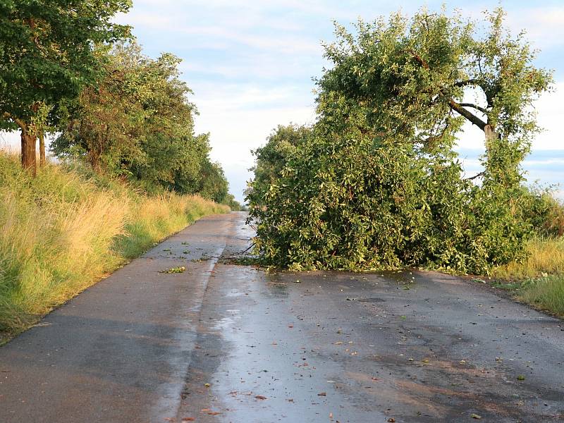 Větrem poničený strom u silnice mezi Chotouní a Českým Brodem.