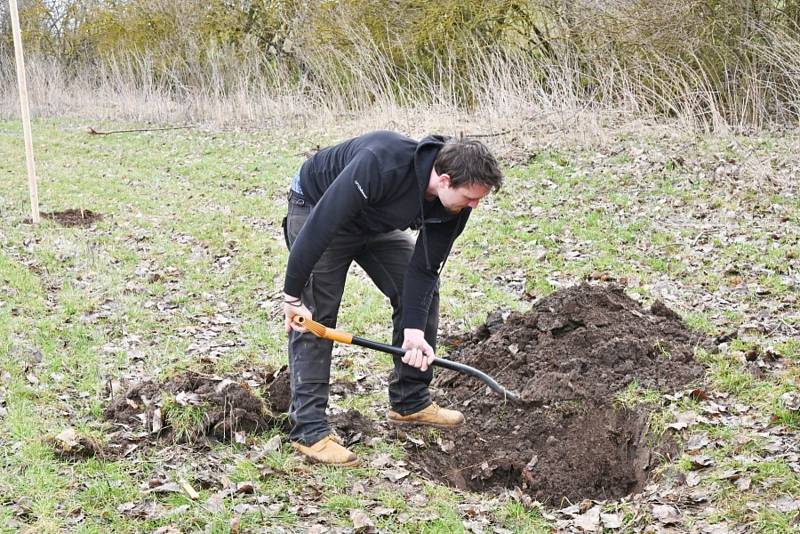 V Rostoklatech zasadili novou ovocnou alej.