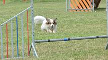 Agility v Ratenicích.