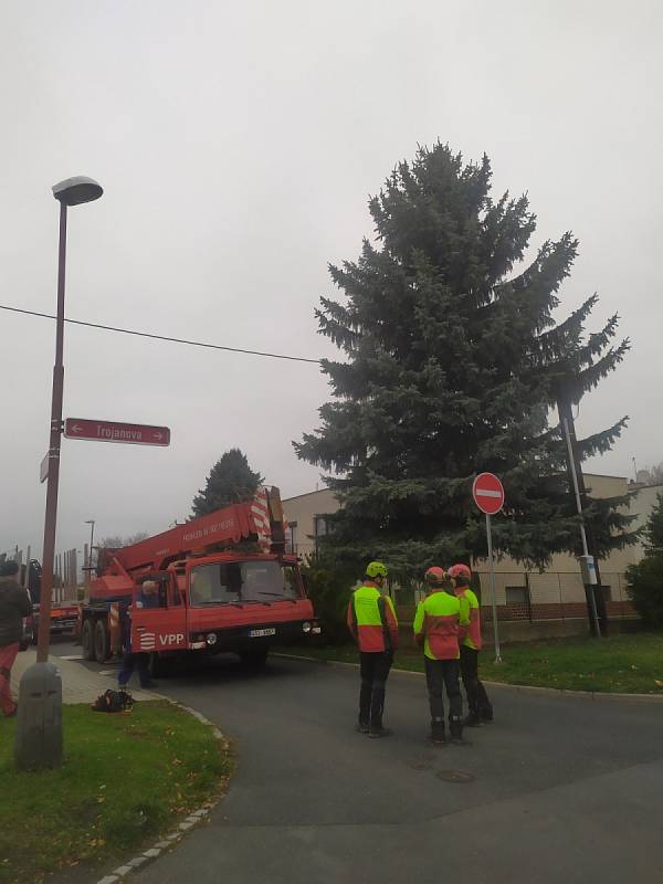 Před kácením vánočního stromu v kolínské lokalitě Na Výfuku.