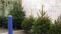 Prodej vánočních stromků a jmelí u hypermarketu Tesco v Kolíně.