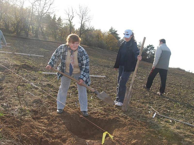 Vysazování třešňové aleje mezi Klepcem I a Klepcem II